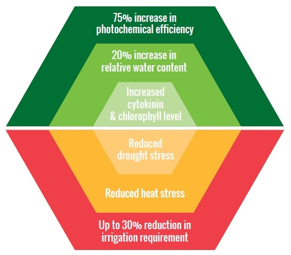 Benefits of applying Primo Maxx II Turf Growth Regulator
