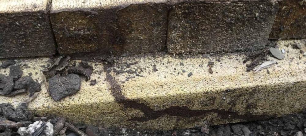 Termite Activity Established