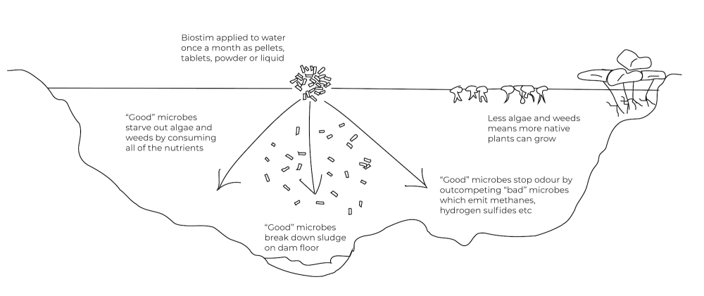 Diagram of Biostim Water Treatment Pellets releasing 'good' microbes when applied to water