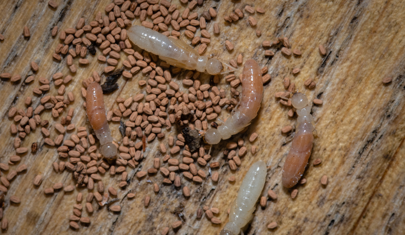 Drywood termite faecal pellets