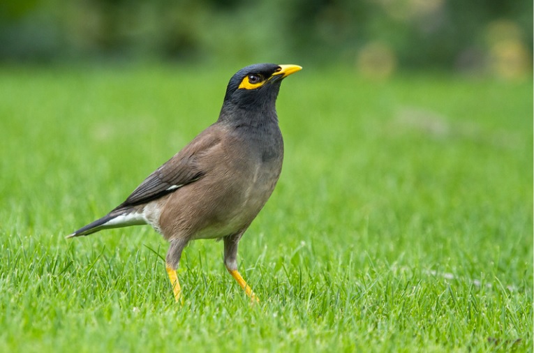 Mynah bird in grass