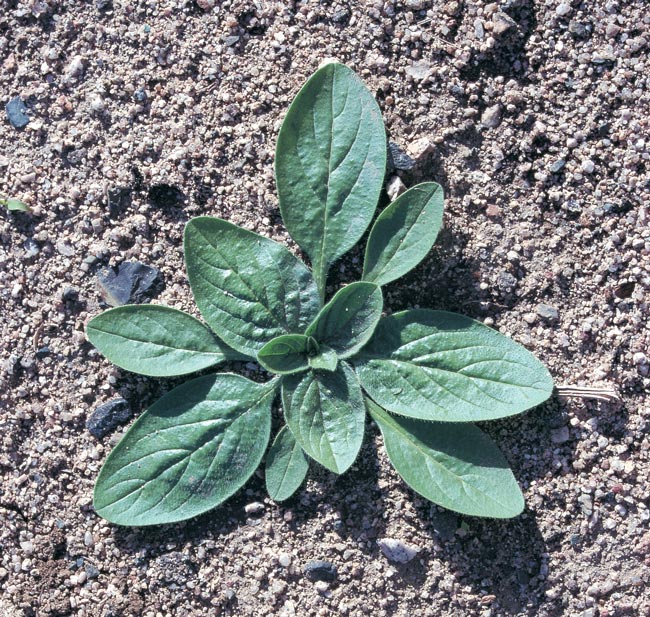 What is Paterson's Curse? How to Identify It & Best Control Methods -  Article