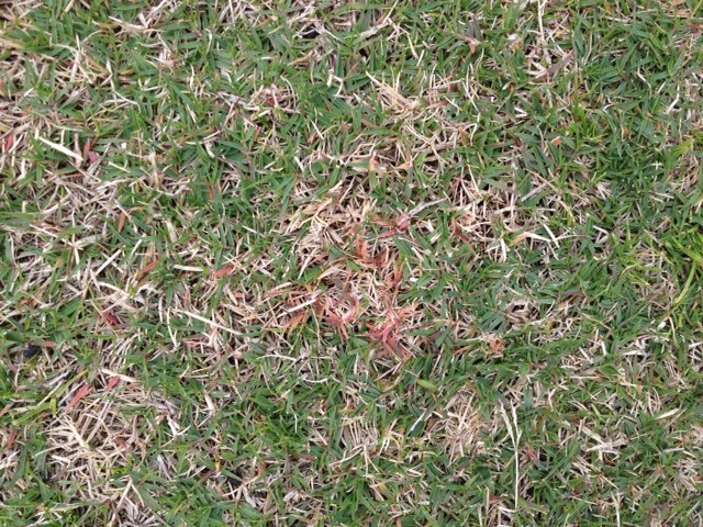 What is red thread disease? - Article