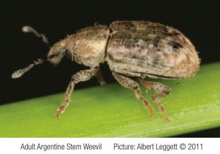 Successful Approaches to Managing Stem Weevil