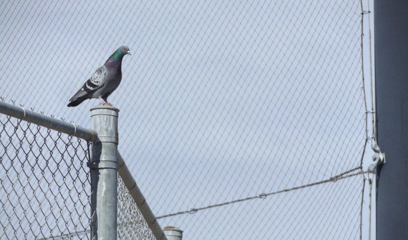 How to install bird netting: step-by-step instructions - Article