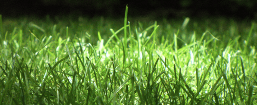 Autumn Fertility of Warm Season Turfgrasses