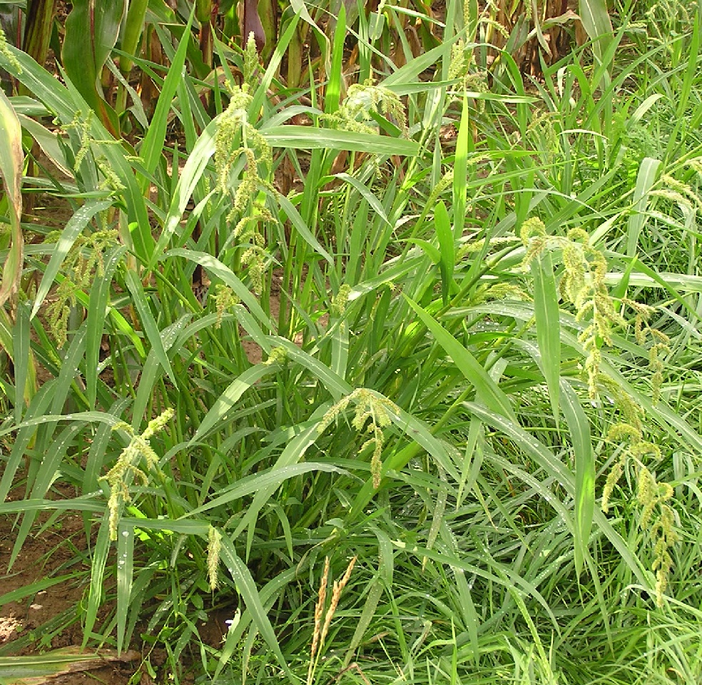 Barnyard Grass