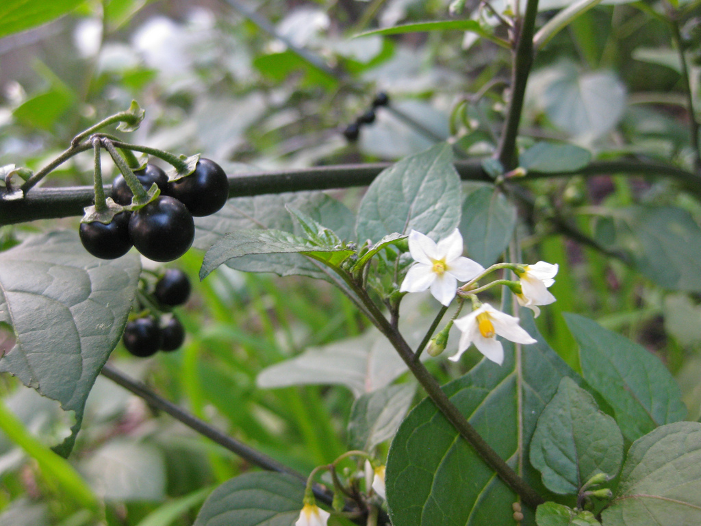 Blackberry Nightshade