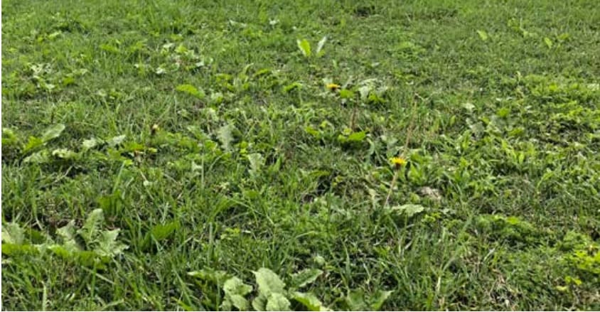 Winter Broad Leaf Weed Management for Golf Courses & Sportsfields