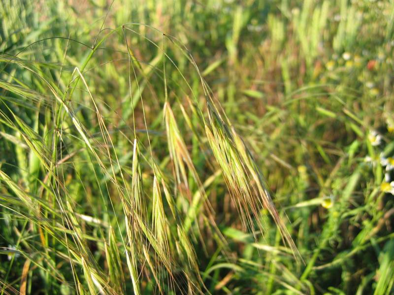 Brome Grass