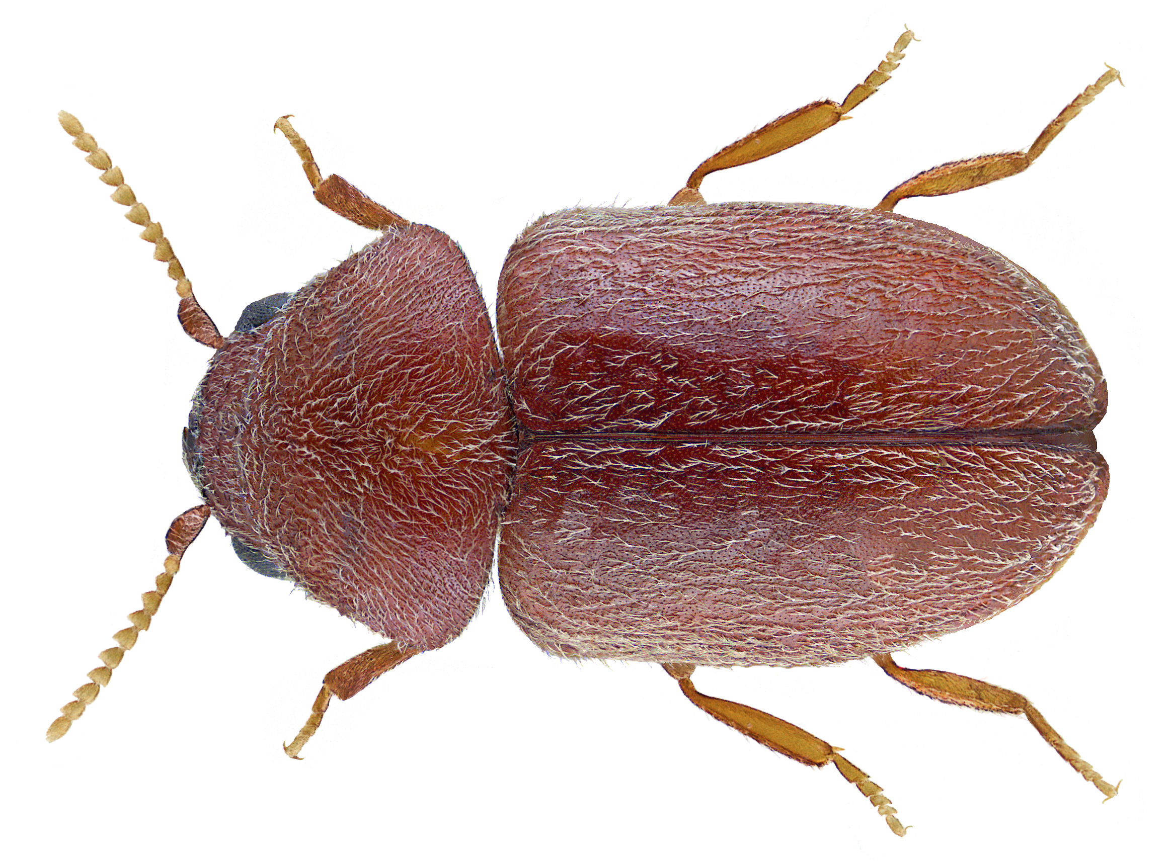 Cigarette Beetle Identification & Control