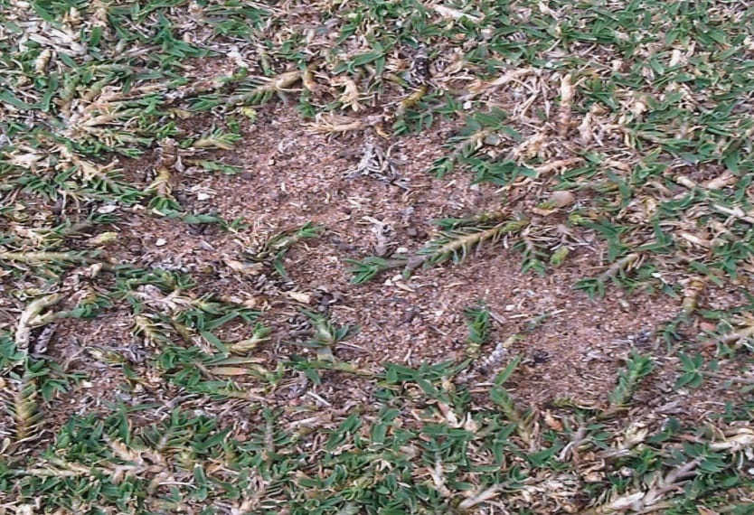 Couch Mite Management: A Modern Approach