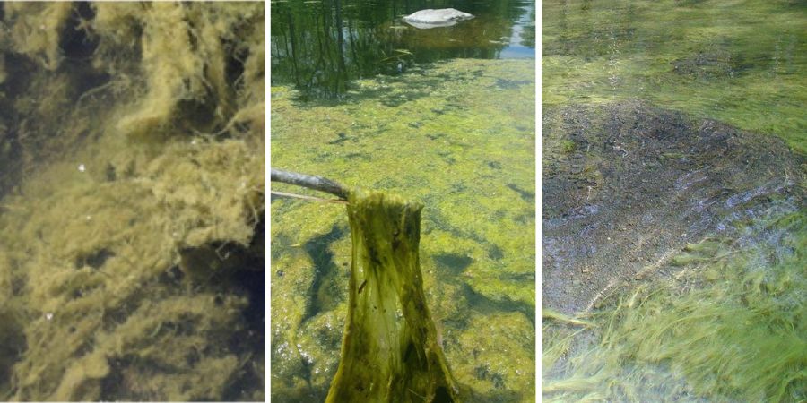Managing Algae in Irrigation Dams