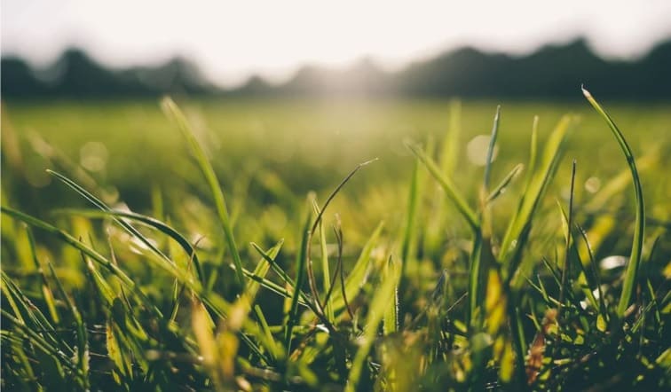 Fungicides: What Do The Mobility Types Mean?