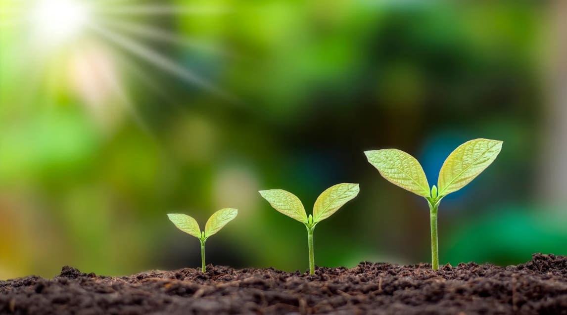 Understanding Biostimulants: An Overview Of The Major Groups