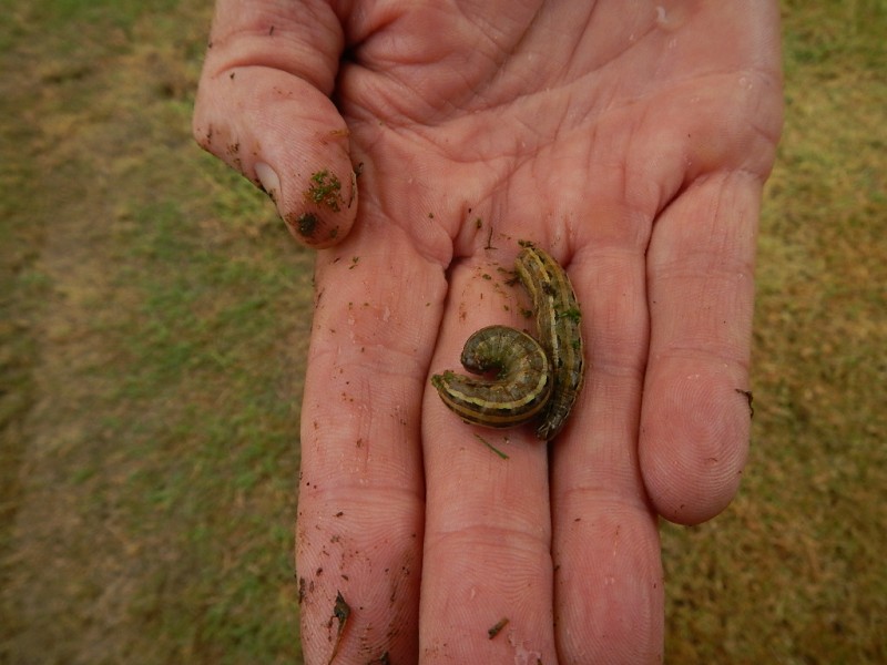 Lawn Armyworm