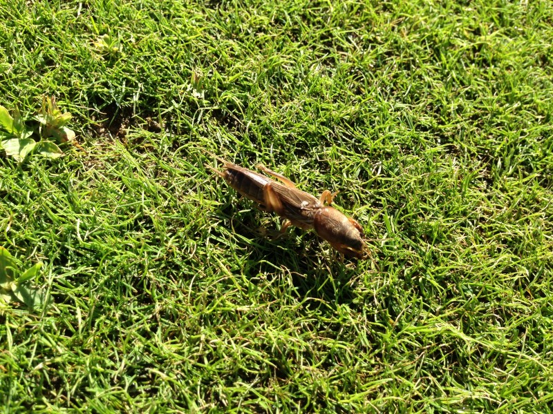 Mole Cricket
