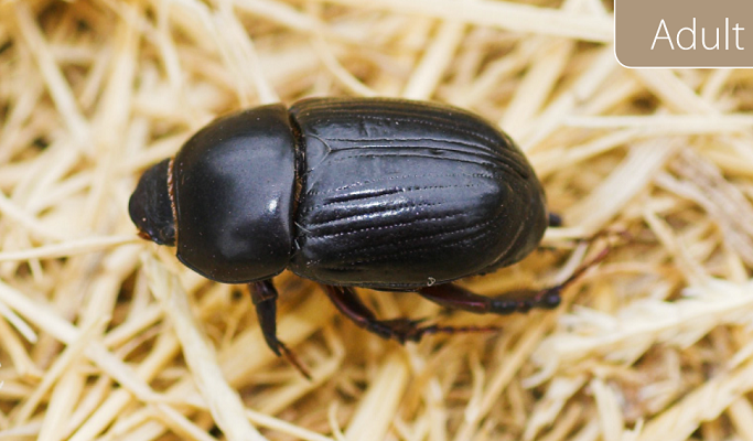 African Black Beetle