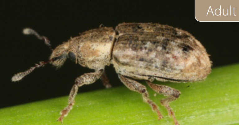 Argentine Stem Weevil
