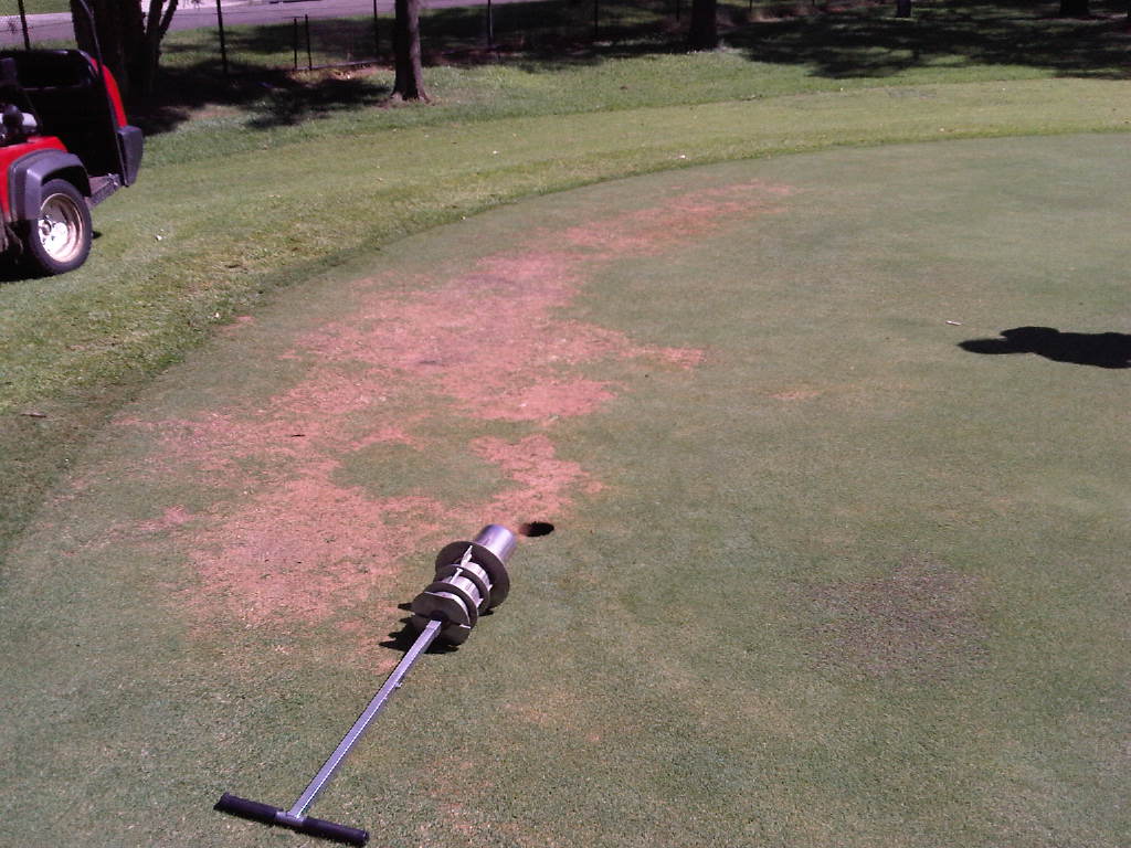 Pythium Awareness: Products, Practice, and Prevention
