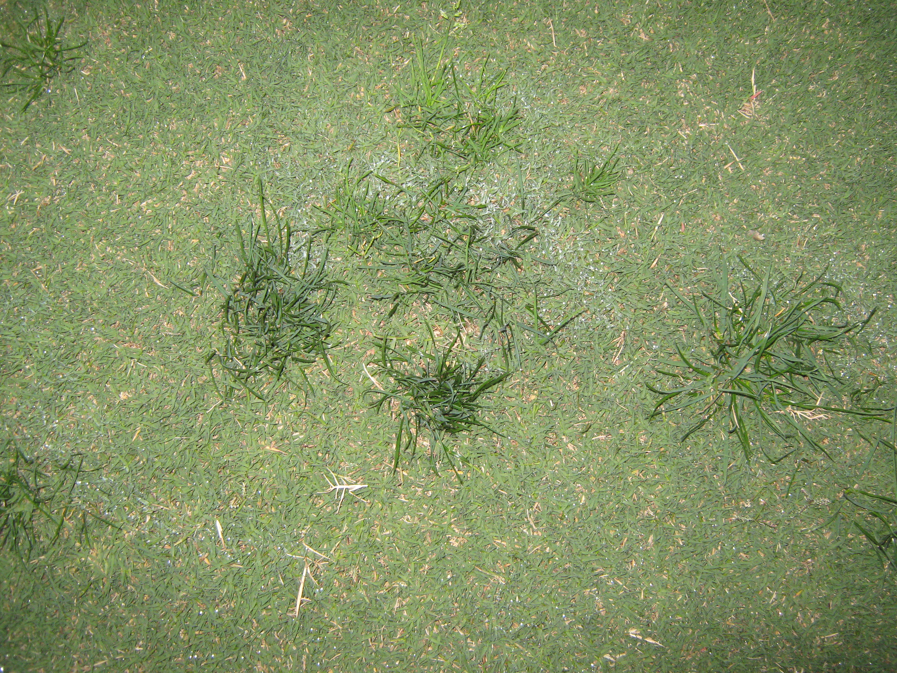 Merced Rye Grass What is Ryegrass? How to Identify It & Best Ways to Control It in Turf ...