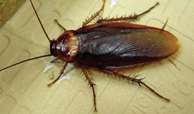 American Cockroaches