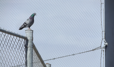 How to install bird netting: step-by-step instructions