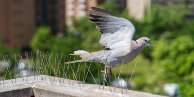 Choosing the right bird control method: Balancing pros and cons