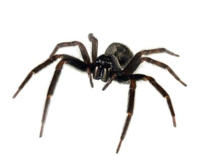 Black House Spider