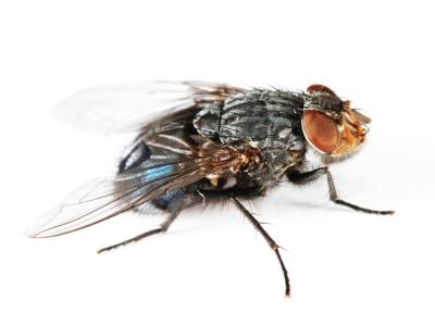 Blow Fly