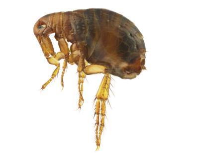Cat Flea