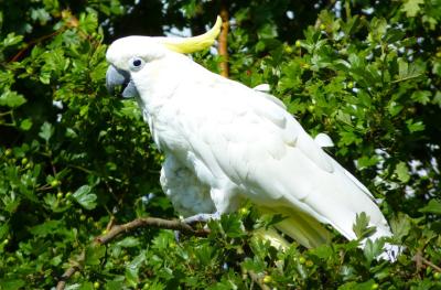 Sulfur-Crested Cockatoo