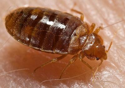 Common Bed Bug