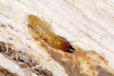 Dampwood Termites