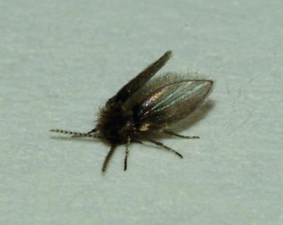 Drain Fly/Moth Fly