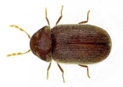 Drugstore Beetle