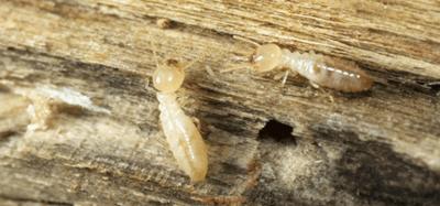 Drywood Termites