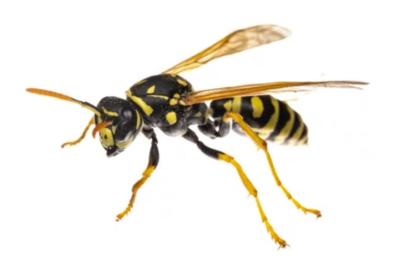 European Wasps