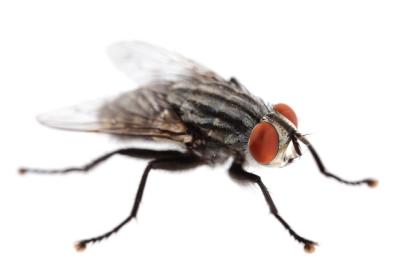 Flesh Fly