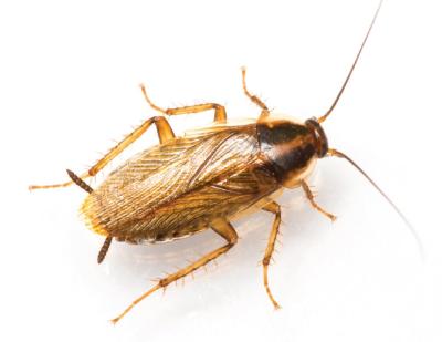 German Cockroach