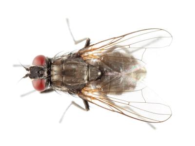 House Fly