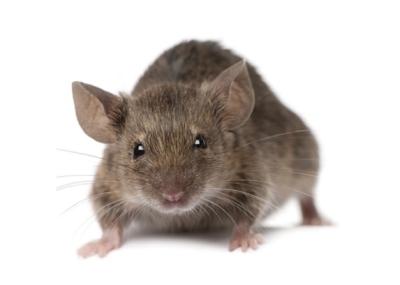 House Mouse