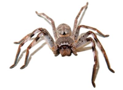 Huntsman Spider
