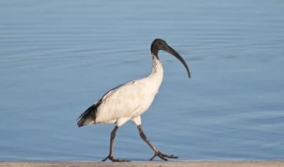 Australian White Ibis