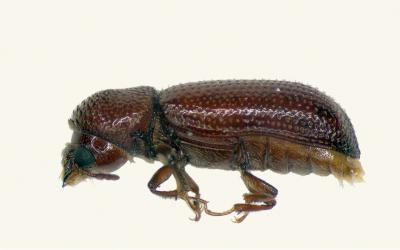Lesser Grain Borer