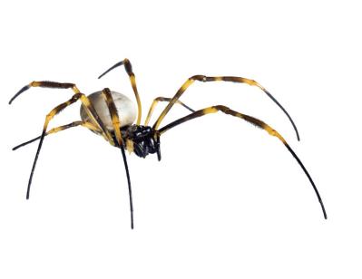 Golden Orb Weaving Spider