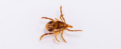 Ticks