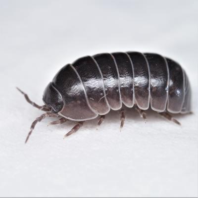 Pill Bug/Slater