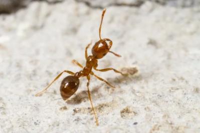 Red Imported Fire Ants