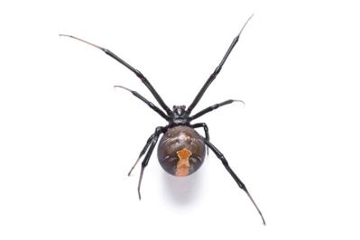 Redback Spider